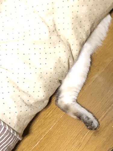 紫音