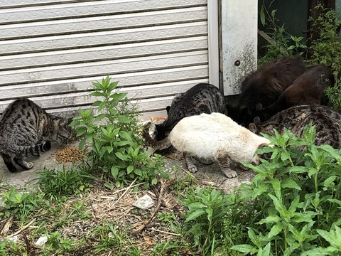 キジ猫団子