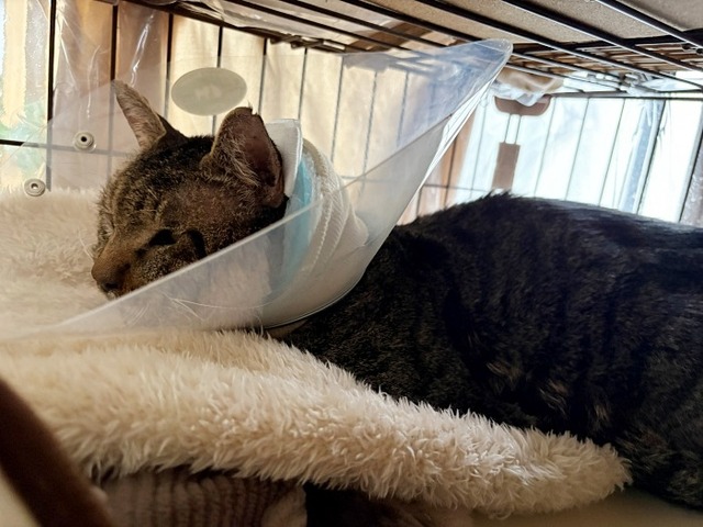 ショボ
