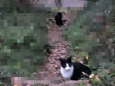 ころんちゃn
