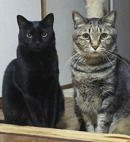 イケメン