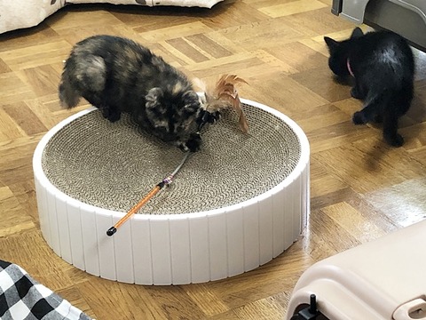 爪とぎ