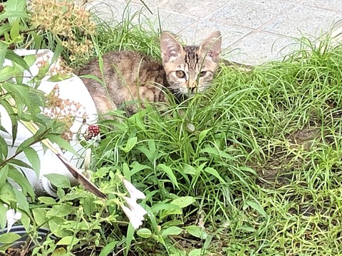 子猫