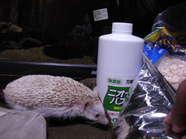 ハリネズミはセミを食べるのか ｅの料理部屋