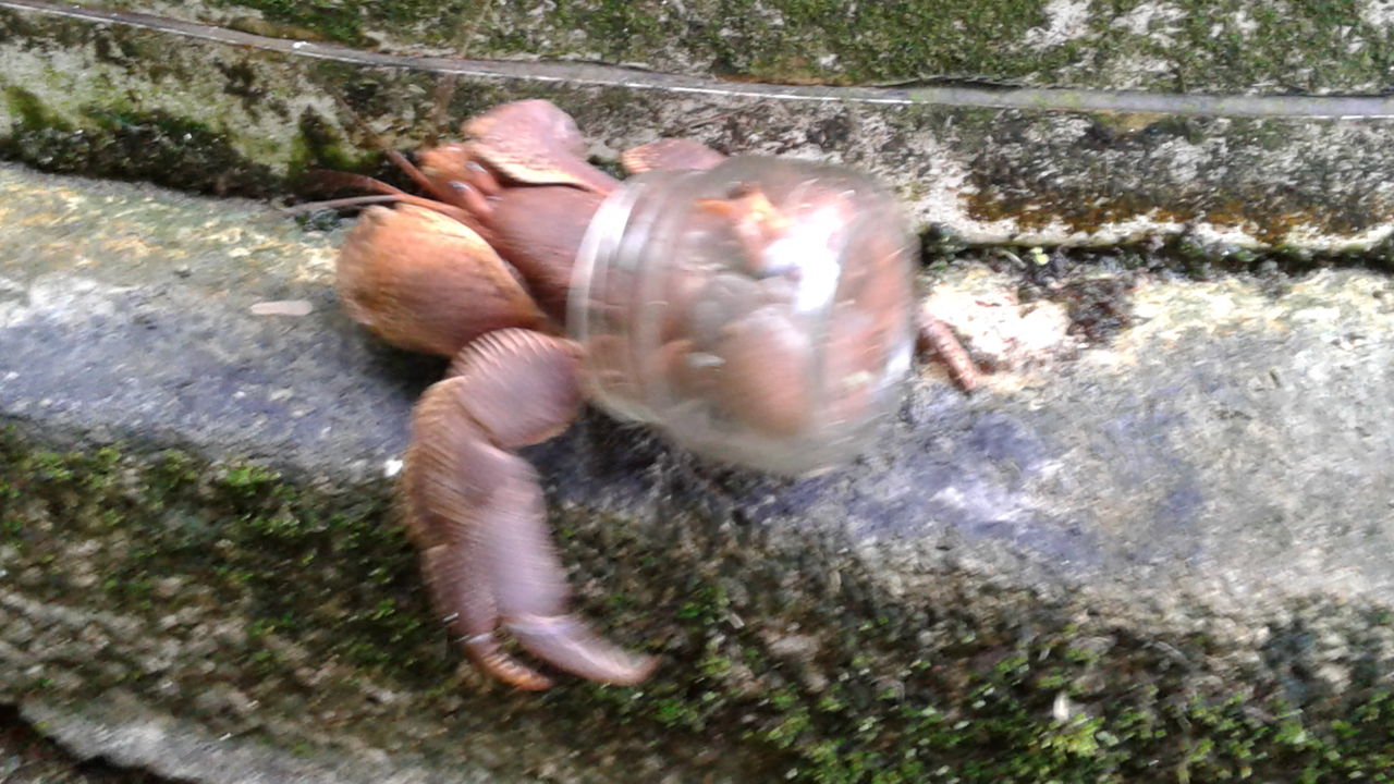 丘ヤドカリ発見 サイパン パウパウツアーズ アイランド日記