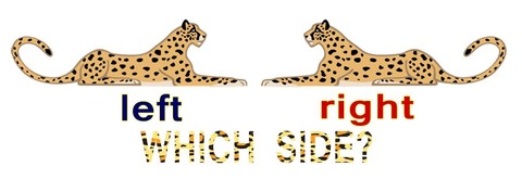 which side of a leopard