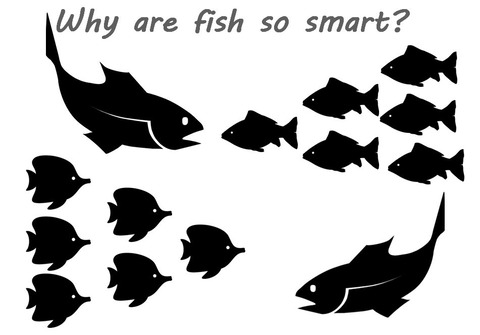 smart fish
