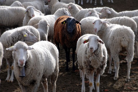 Black_sheep-1