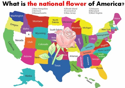 National Flower of USA