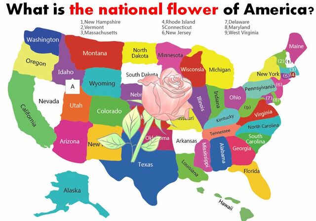 アメリカの国花は何 なぞなぞ英語noブログ D
