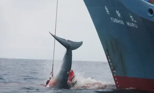 japan whaling