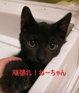 fuuta-a