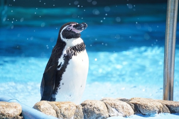 ペンギンの首、てめえらが思う数倍は長かった