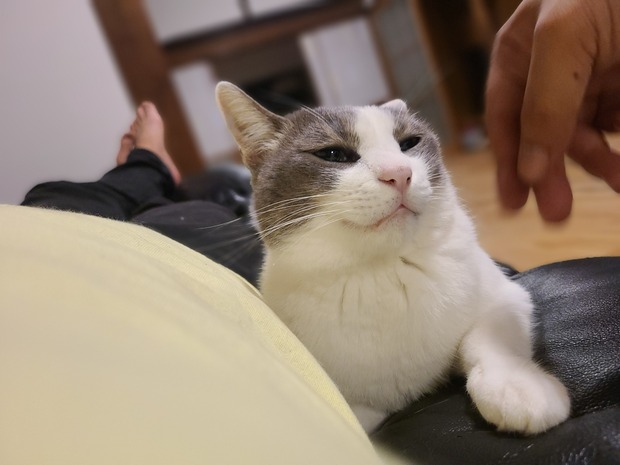 【画像】ワイんちのネッコ、すり寄ってくる