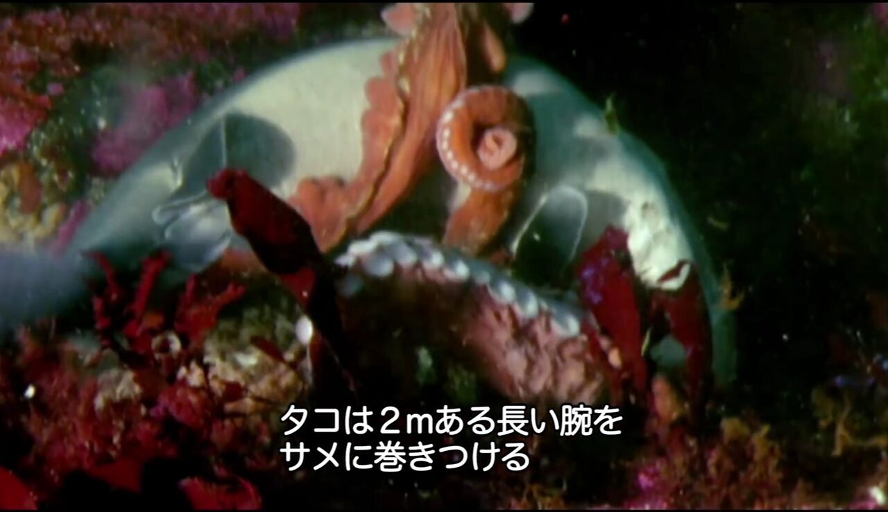 悲報 サメさん タコに捕食される雑魚だった 埼玉西武ライオンズアンテナ 悲報 サメさん タコに捕食される雑魚だった 埼玉西武ライオンズアンテナ