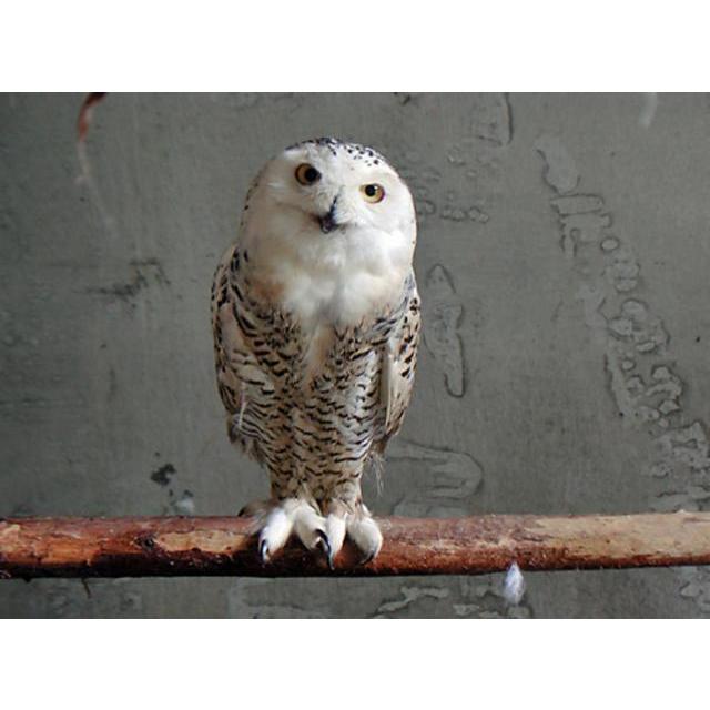 人は笑うが動物は笑うのか Payasi Blog 人は笑うが動物は笑うのか Payasi Blog