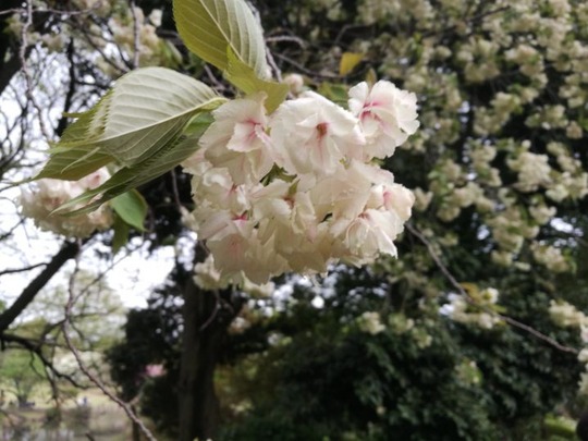20180414200024-718x539
