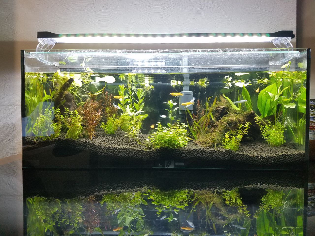 追記 19 10 15 New めだか水槽 ペイ鈴木のニコニコ温泉記