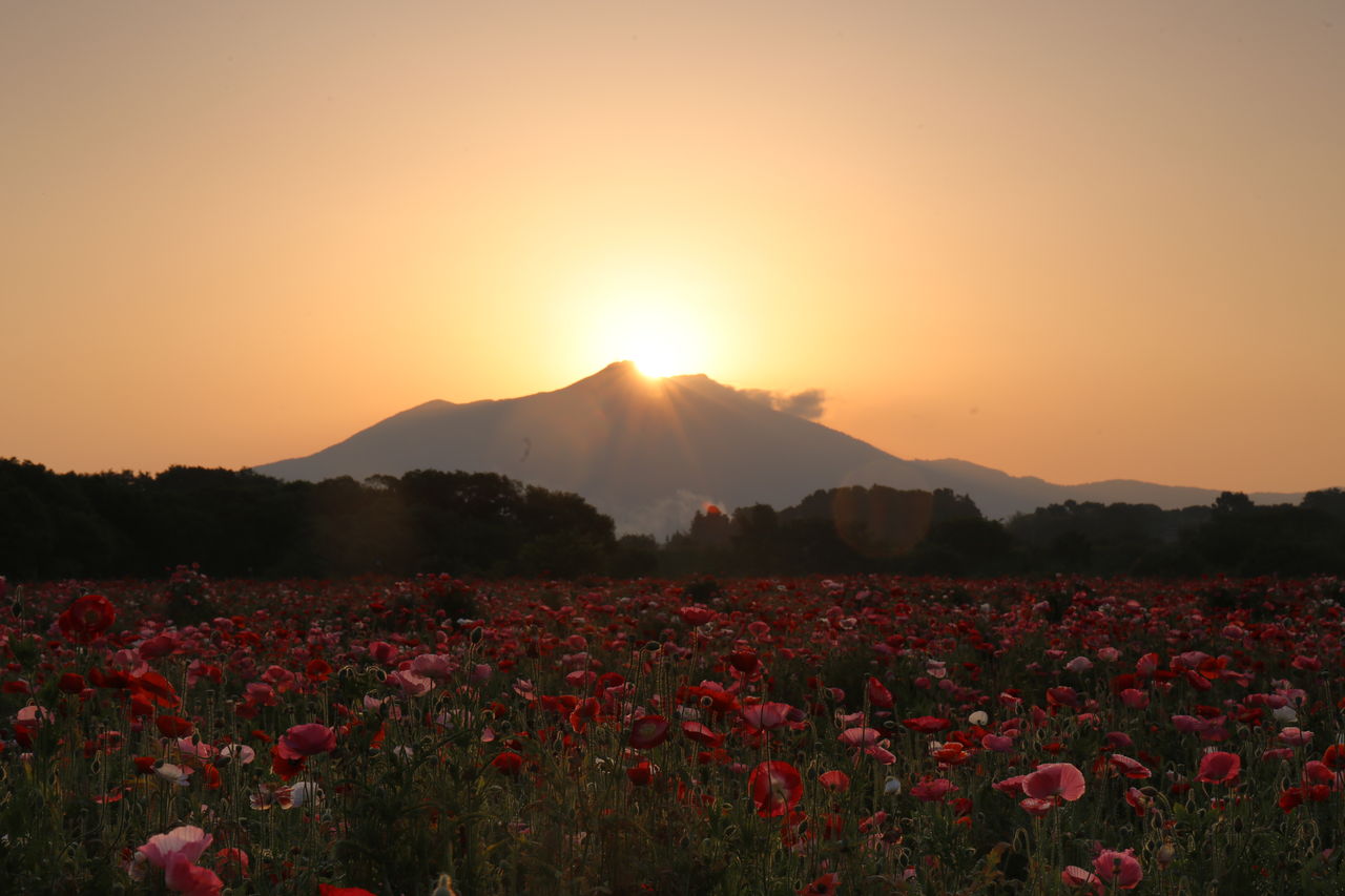 ダイヤモンド筑波とポピー パソコン らら 楽々 クラブ Blog