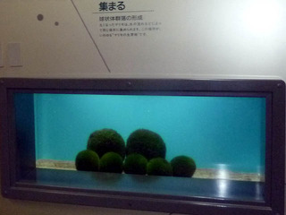 マリモ展示観察センター_07