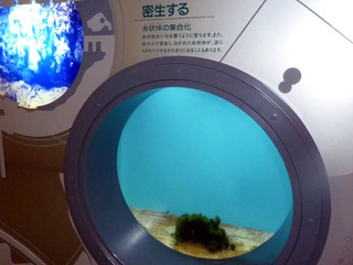 マリモ展示観察センター_05