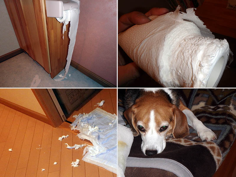 トイレットペーパー食べられる リサイクルパソコンビーグル 代表ブログ