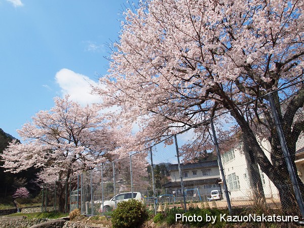 奥畑の桜と広島広域公園のしだれ桜 桜通信13 ひろしま散歩