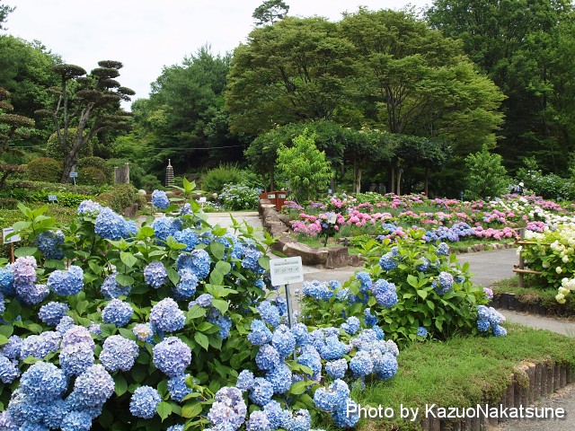 紫陽花を求めて 広島市植物公園へ ひろしま散歩 紫陽花を求めて 広島市植物公園へ ひろしま散歩