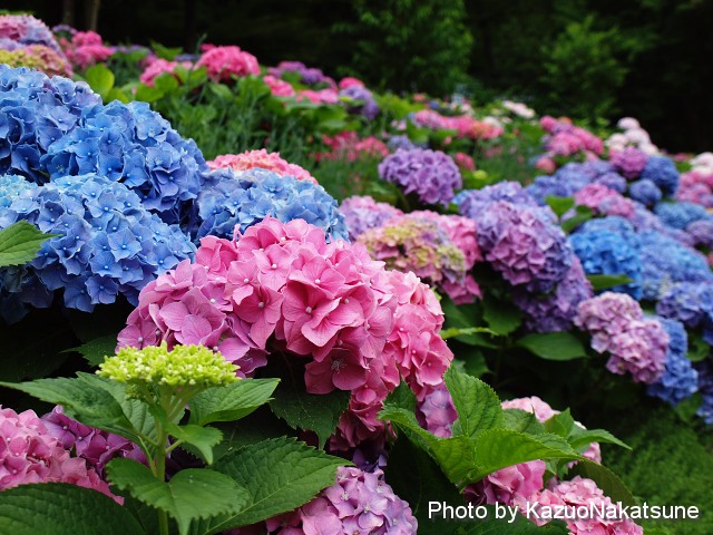 紫陽花を求めて 広島市植物公園へ ひろしま散歩