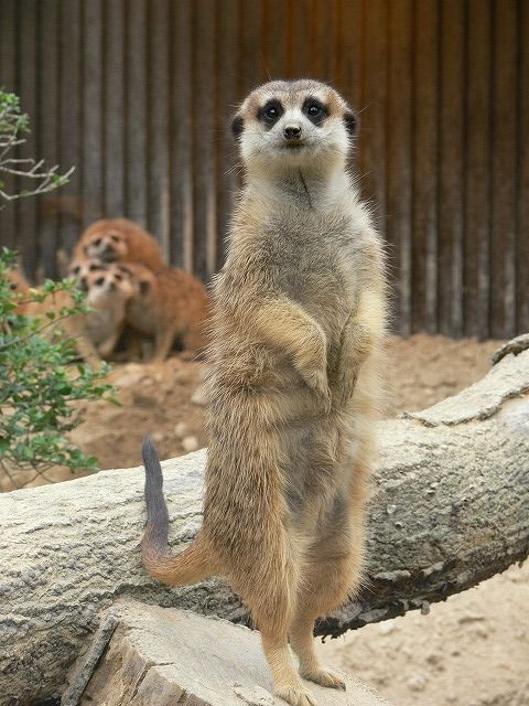 ミーアキャット Asa Zoo ひろしま散歩