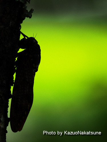 P8160125a_s
