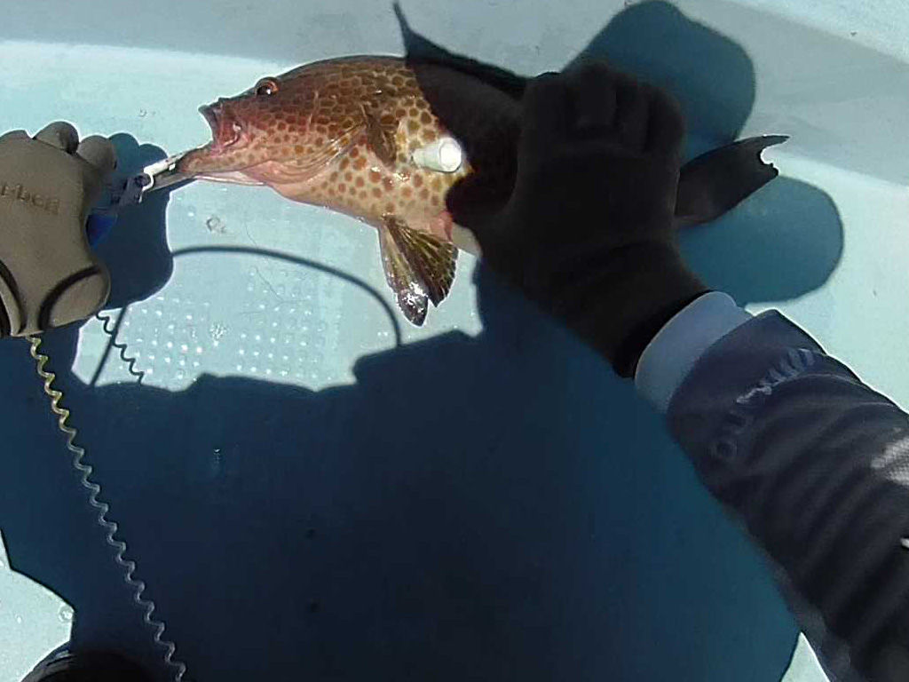 魚のエア抜き 空気抜き 自作しました 船釣りブログ ハマちゃんねる 魚のエア抜き 空気抜き 自作しました 船釣りブログ ハマちゃんねる