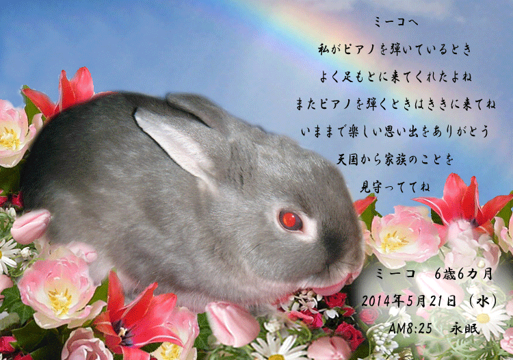 天使 ミーコちゃん ペットセレモニーベル天国の天使達 天使 ミーコちゃん ペットセレモニーベル天国の天使達