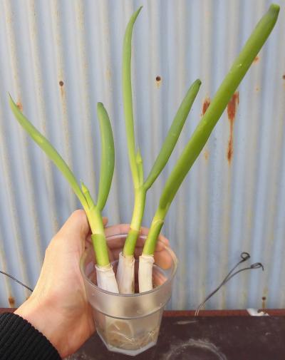 野菜の再生栽培 その8 再生野菜とは 野菜の再生栽培 その8 再生野菜とは