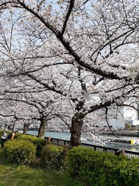 2022桜天満橋 (2)