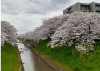 2022_佐保川 (8)