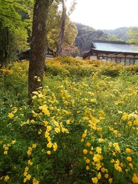 松尾大社_山吹祭 (10)