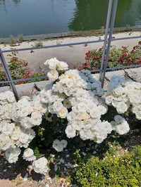 中之島バラ園-3