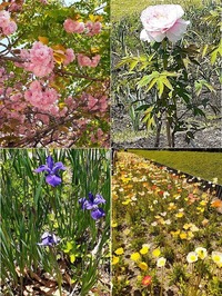 花たち