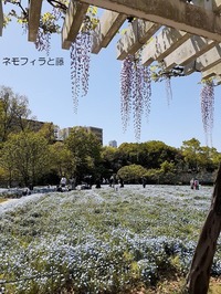 長居植物園 (9)