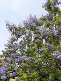 2022_06_19--長居植物園 (4)