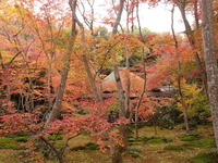 祇王寺2019 (19)