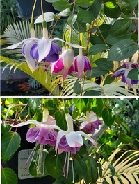 京都植物園