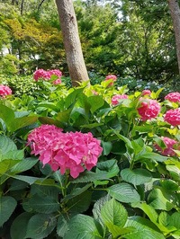 2022_06_19--長居植物園 (18)