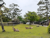 奈良公園の鹿