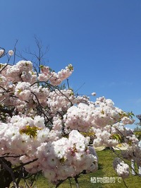 長居植物園 (31)