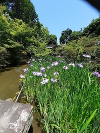 2022_05_29梅宮大社 (13)