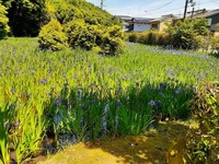 2022_05_07大田神社 (4)