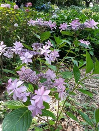 2022_06_19--長居植物園 (24)