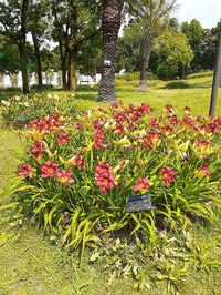 2022_06_19--長居植物園 (6)